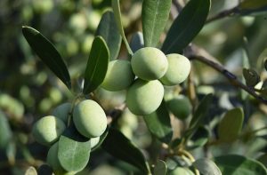 Green olives ripening on a branch.