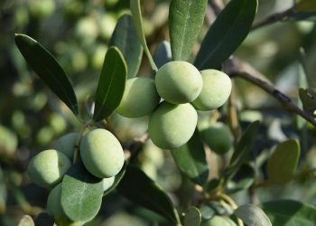Green olives ripening on a branch.