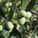 Green olives ripening on a branch.