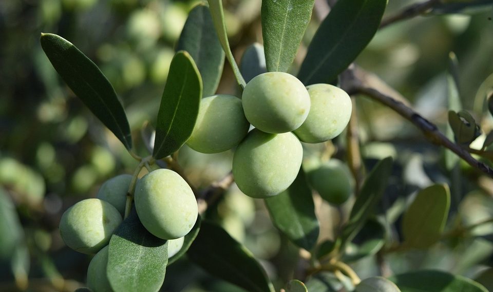 Green olives ripening on a branch.
