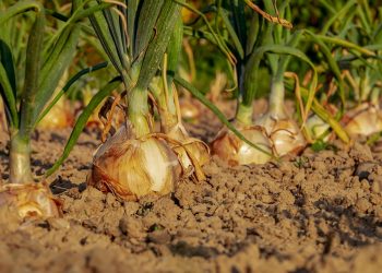 Onions growing in a sunlit field.