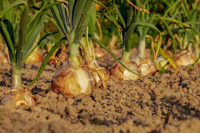 Onions growing in a sunlit field.