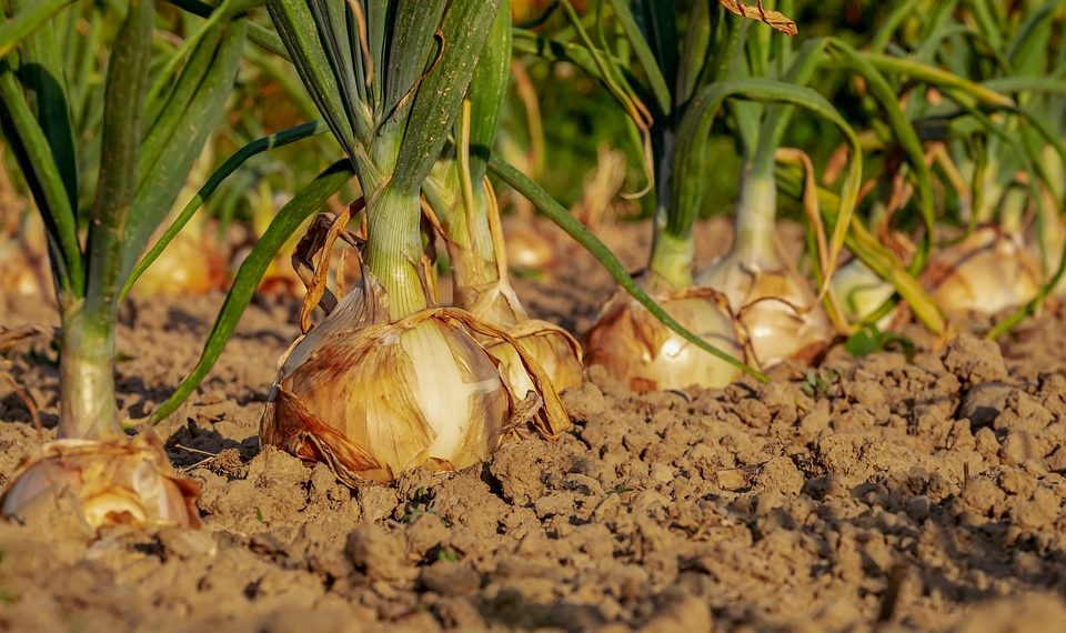 Onions growing in a sunlit field.