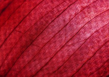 Close-up of red onion skin with textured lines