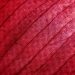 Close-up of red onion skin with textured lines