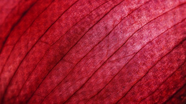 Close-up of red onion skin with textured lines