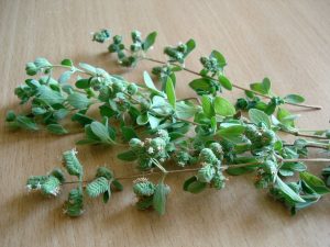 Sprigs of fresh oregano on a wooden table.