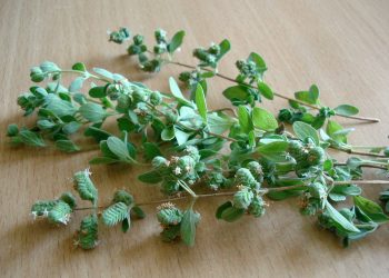 Sprigs of fresh oregano on a wooden table.