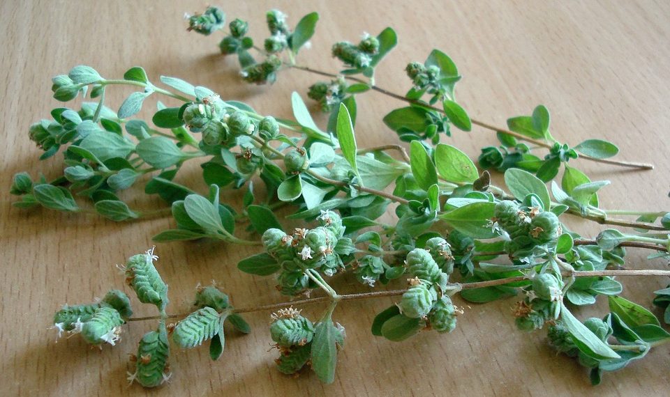Sprigs of fresh oregano on a wooden table.