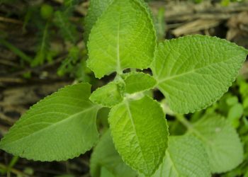 Lush green leaves of fresh mint plant.