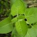 Lush green leaves of fresh mint plant.