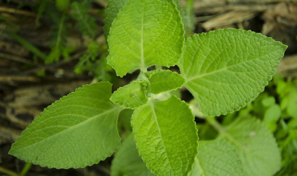 Lush green leaves of fresh mint plant.