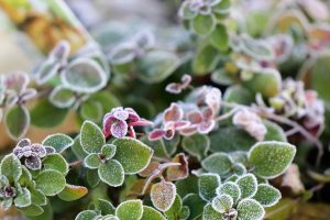 Frost-covered green and purple oregano leaves.