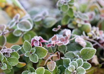 Frost-covered green and purple oregano leaves.