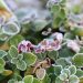 Frost-covered green and purple oregano leaves.