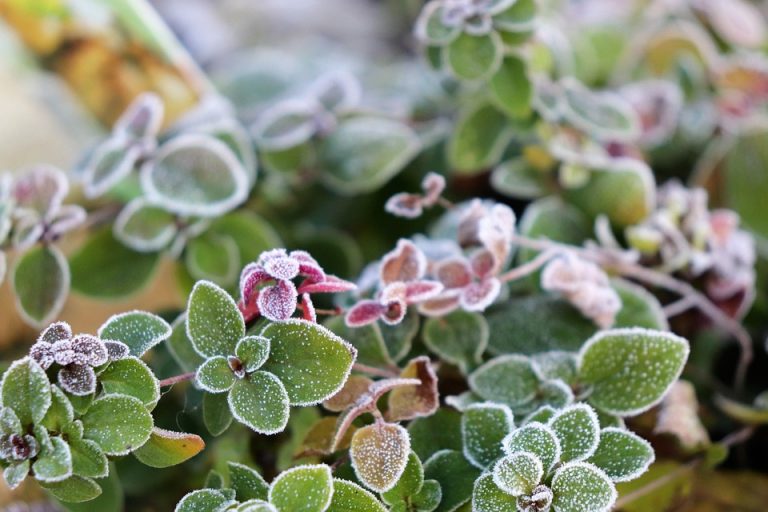 Frost-covered green and purple oregano leaves.