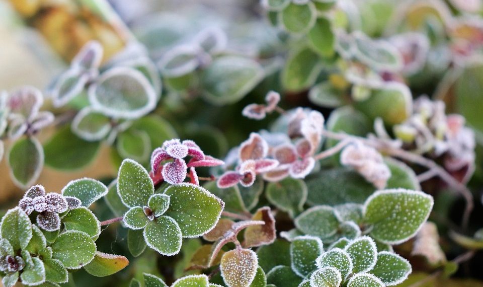 Frost-covered green and purple oregano leaves.
