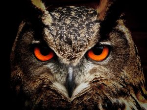 Owl staring intently with vivid orange eyes.