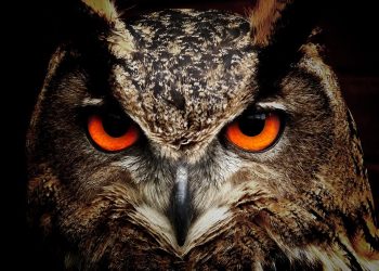 Owl staring intently with vivid orange eyes.