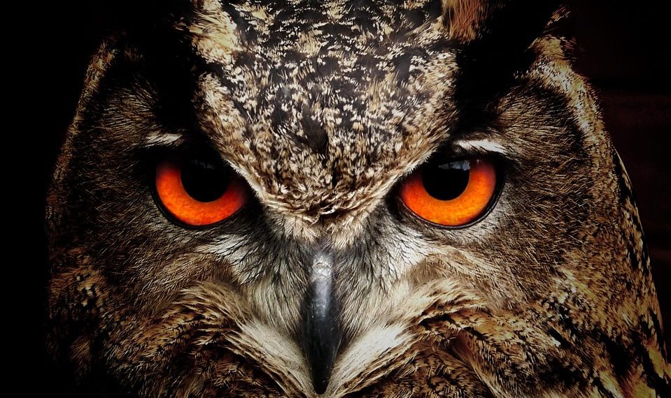 Owl staring intently with vivid orange eyes.