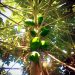 Unripe papayas growing on a tree under sunlight.