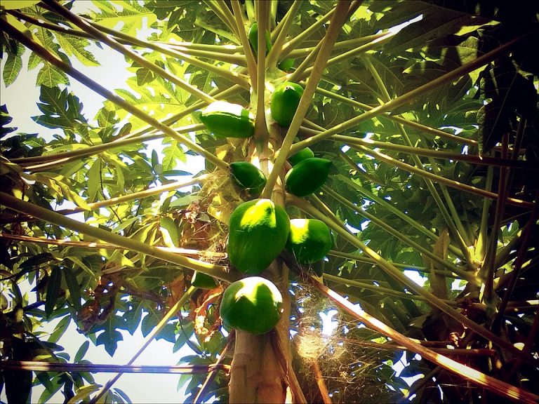 Unripe papayas growing on a tree under sunlight.