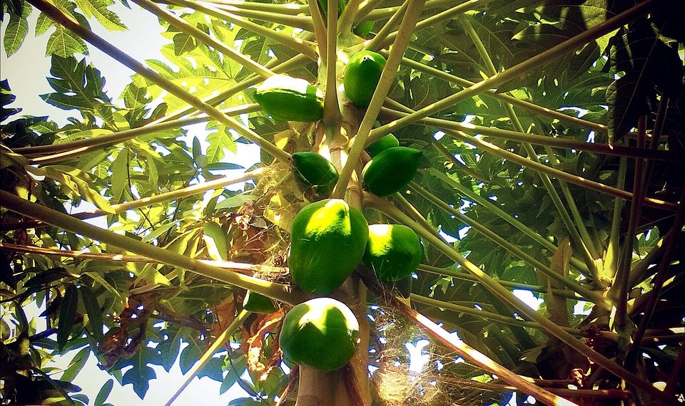 Unripe papayas growing on a tree under sunlight.