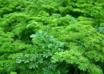 Lush green parsley plants growing densely in a garden.