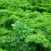 Lush green parsley plants growing densely in a garden.