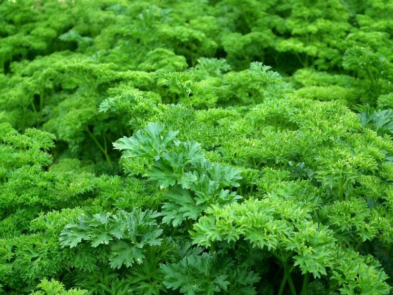 Lush green parsley plants growing densely in a garden.