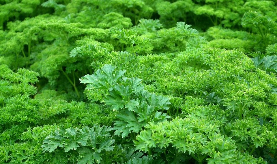 Lush green parsley plants growing densely in a garden.