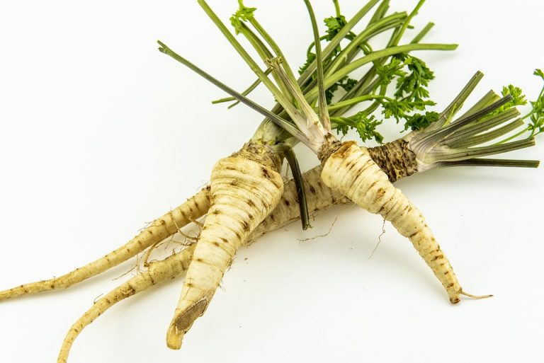 Fresh parsnips with green tops on a white background.