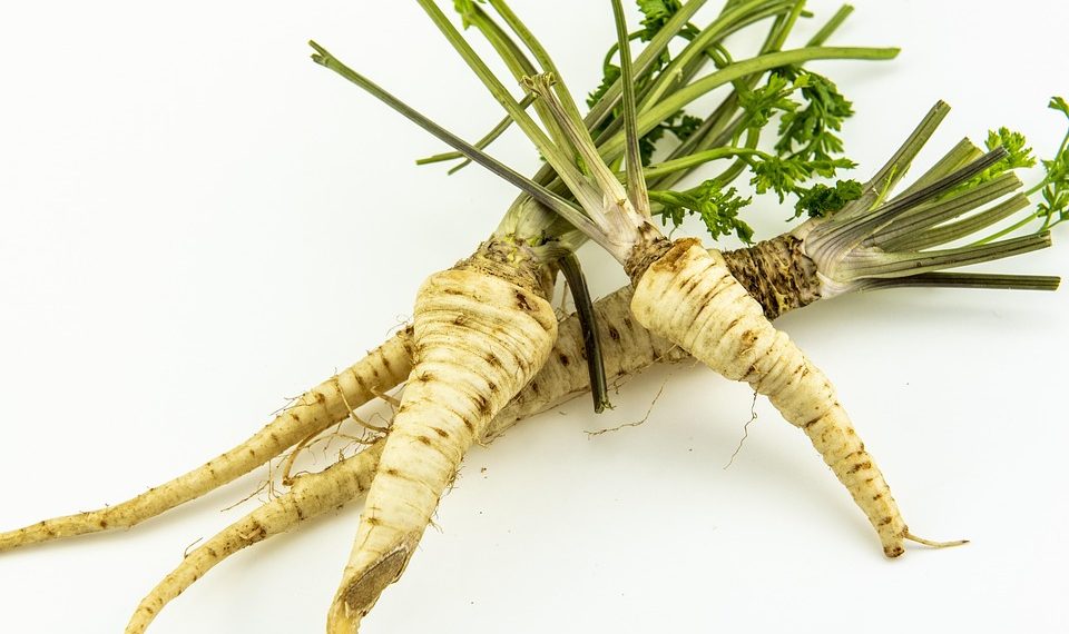 Fresh parsnips with green tops on a white background.