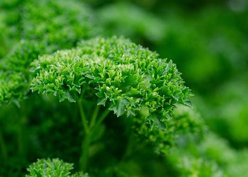 Curly parsley plant with lush green leaves.