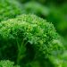 Curly parsley plant with lush green leaves.