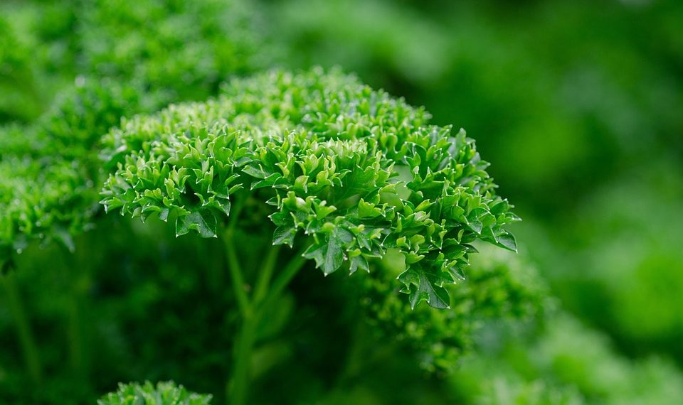 Curly parsley plant with lush green leaves.