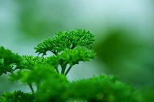 Fresh parsley plant with vibrant green leaves in focus.