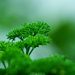 Fresh parsley plant with vibrant green leaves in focus.