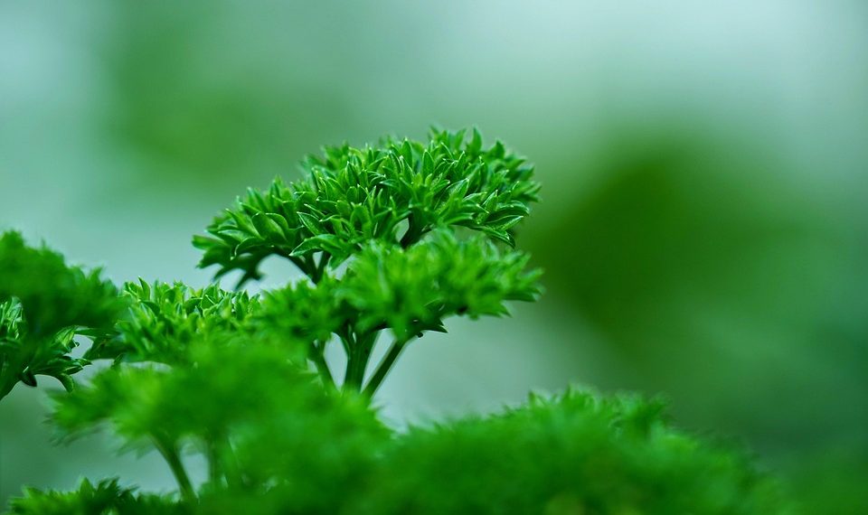 Fresh parsley plant with vibrant green leaves in focus.