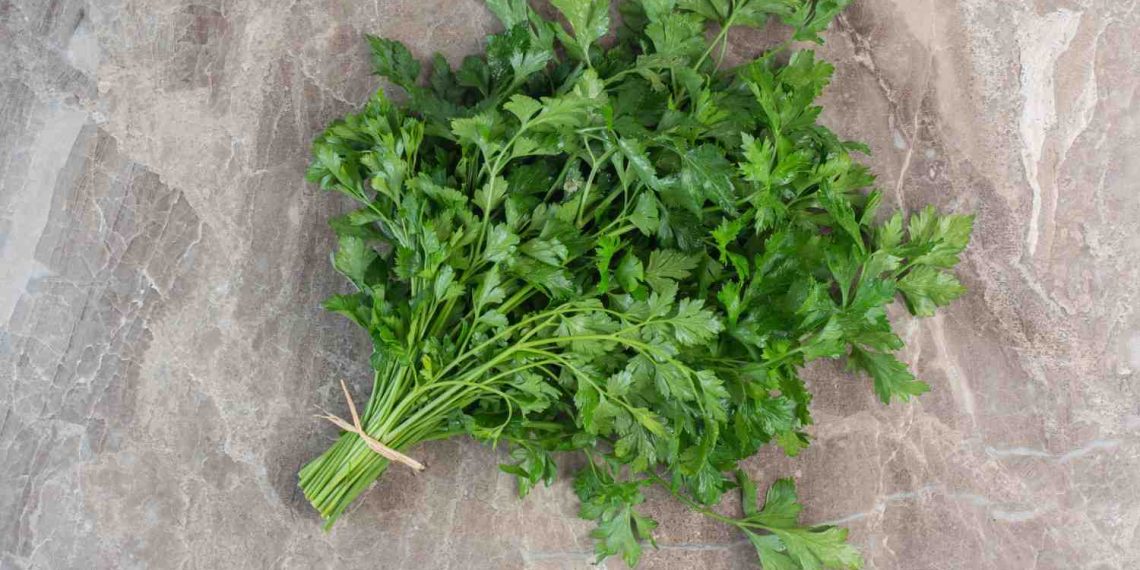 Fresh parsley bundle on a marble countertop.