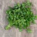 Fresh parsley bundle on a marble countertop.