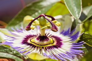 Passion flower with vivid purple and white petals in bloom.