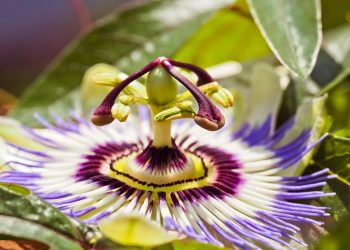 Passion flower with vivid purple and white petals in bloom.