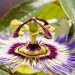 Passion flower with vivid purple and white petals in bloom.