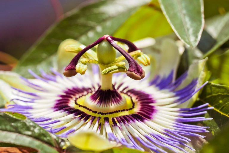 Passion flower with vivid purple and white petals in bloom.
