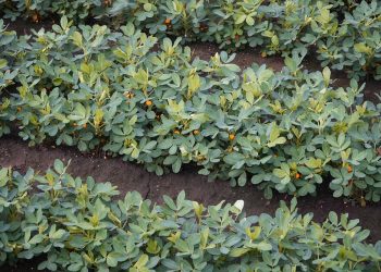 Peanut plants growing in neat rows in a field.