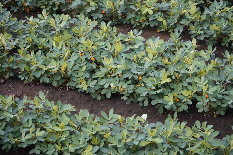 Peanut plants growing in neat rows in a field.