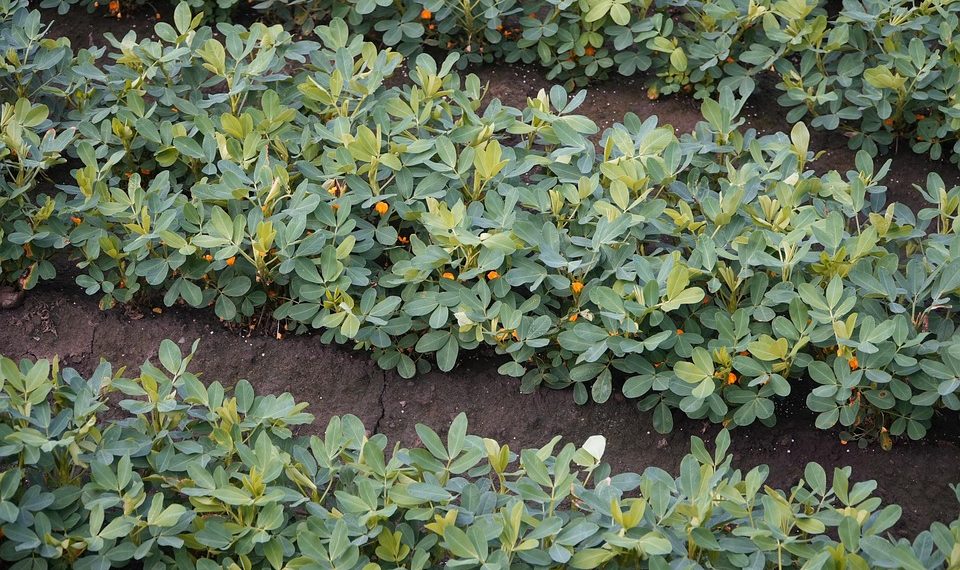 Peanut plants growing in neat rows in a field.