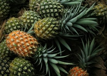 Pineapples piled together on a leafy ground.