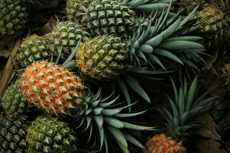 Pineapples piled together on a leafy ground.